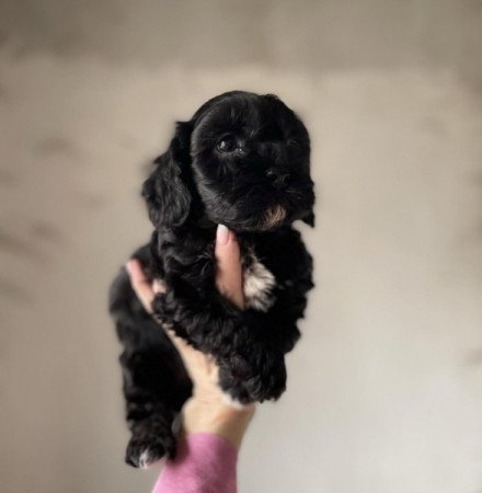 Maltipoo maltai selyem es torpe uszkar