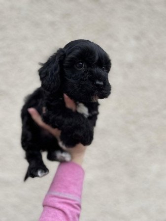 Maltipoo maltai selyem es torpe uszkar