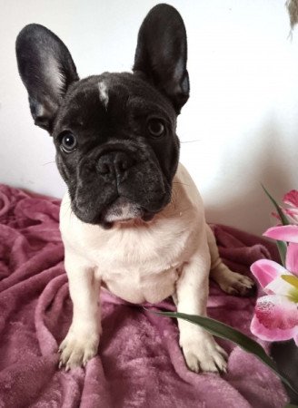 Francia bulldog jellegű