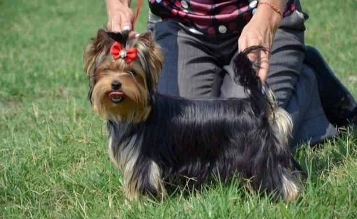 Yorkshire terrier