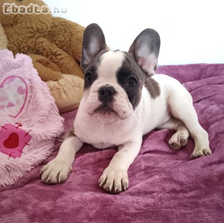Franica bulldog jellegű 12 hetes kutyusok eladók