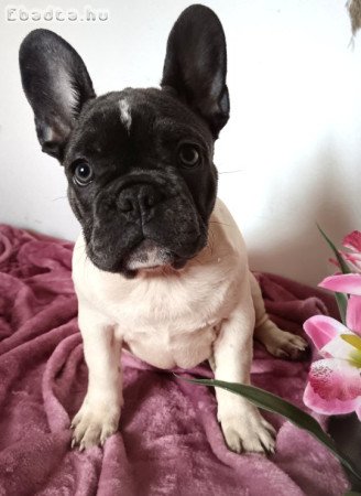 Franica bulldog jellegű 12 hetes kutyusok eladók
