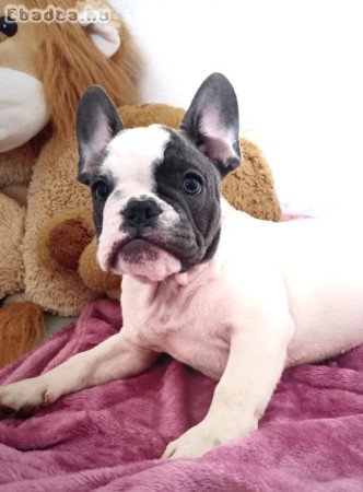Franica bulldog jellegű 12 hetes kutyusok eladók