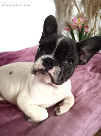 Franica bulldog jellegű 12 hetes kutyusok eladók