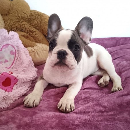 Francia bulldog jellegű