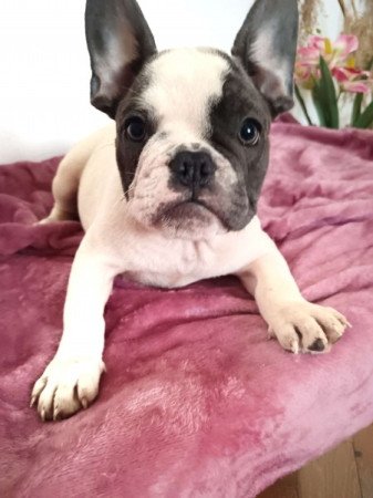 Francia bulldog jellegű