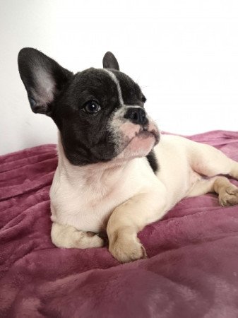 Francia bulldog jellegű