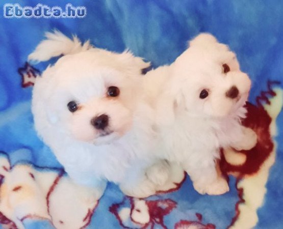 Gyönyörűszép  Bichon Havanese kis méretű kiskutyák