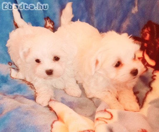 Gyönyörűszép  Bichon Havanese kis méretű kiskutyák