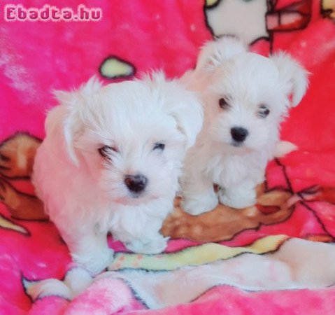 Gyönyörűszép  Bichon Havanese kis méretű kiskutyák