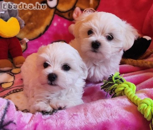 Gyönyörűszép  Bichon Havanese kis méretű kiskutyák