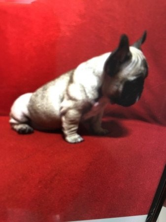 Francia bulldog