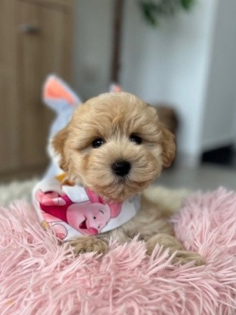 Maltipoo