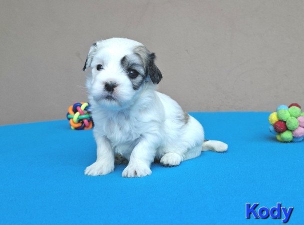 Bichon havanese
