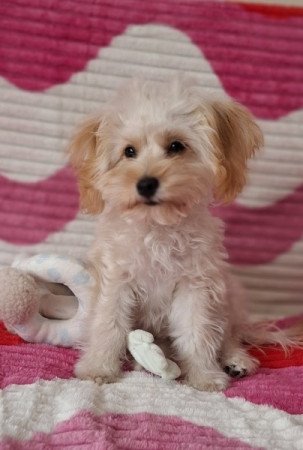 Maltipoo