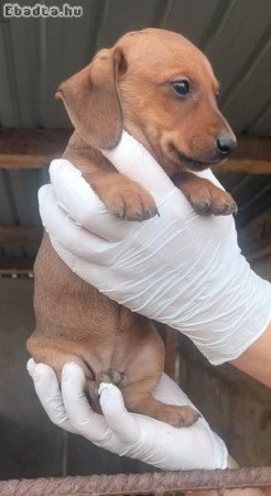 Eladó tacskó kölykök