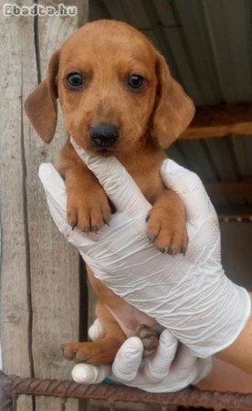 Eladó tacskó kölykök