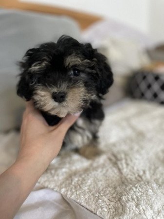 Havapoo havanese bichon es toy uszkar