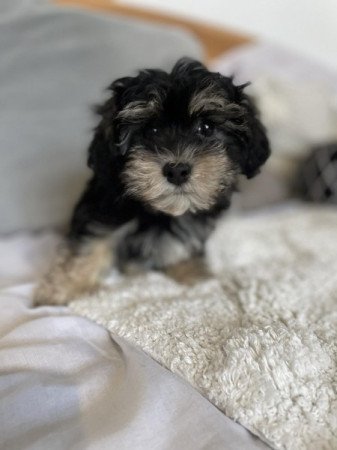 Havapoo havanese bichon es toy uszkar