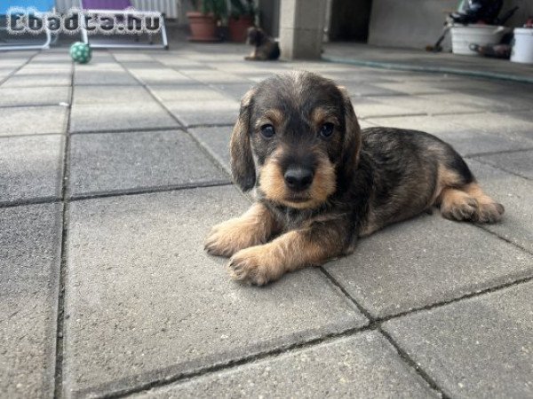 Szálkásszörű tacsi