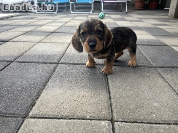 Szálkásszörű tacsi