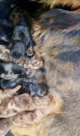 Szálkás szőrű tacskó