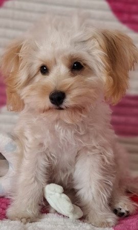 Maltipoo