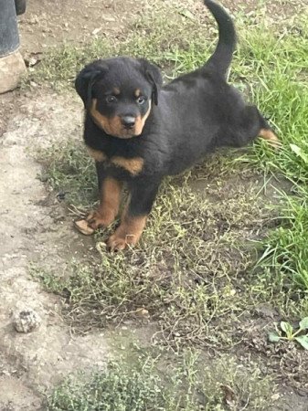 rottweiler