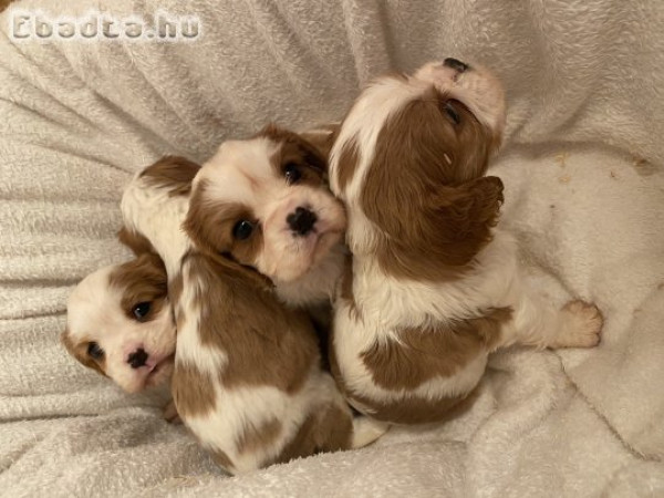 Cavalier king charles kiskutyák