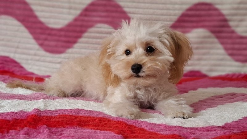 Maltipoo