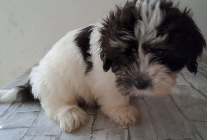 Bichon havanese