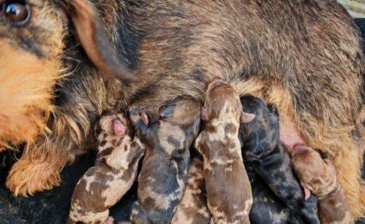 Szálkás szőrű tacskó