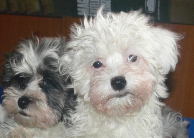 Bichon havanese