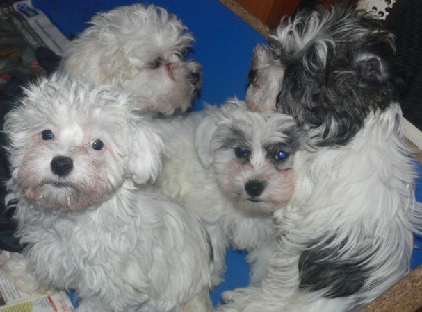 Bichon havanese