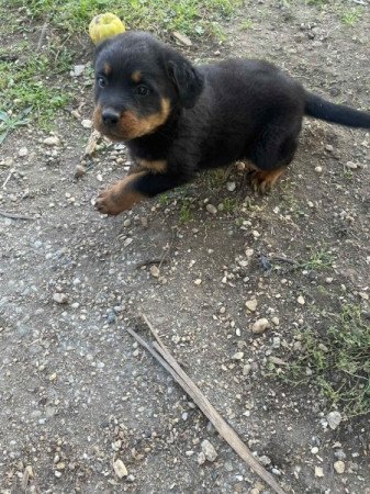 rottweiler