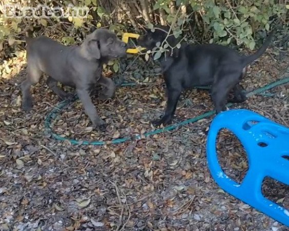 Cane Corso fekete kislány kutyus