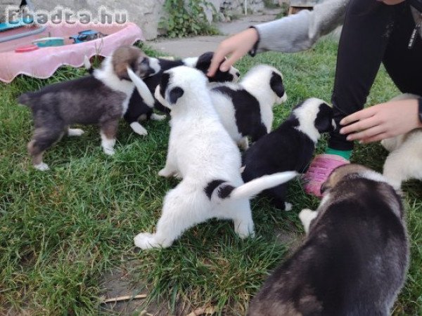 Közép ázsiai kiskutyák