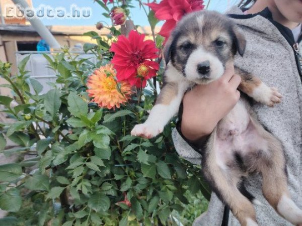 Közép ázsiai kiskutyák