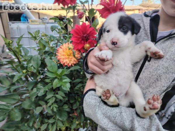 Közép ázsiai kiskutyák