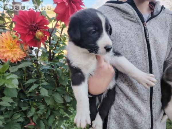 Közép ázsiai kiskutyák