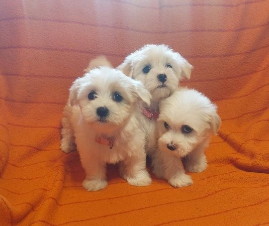 Bichon havanese