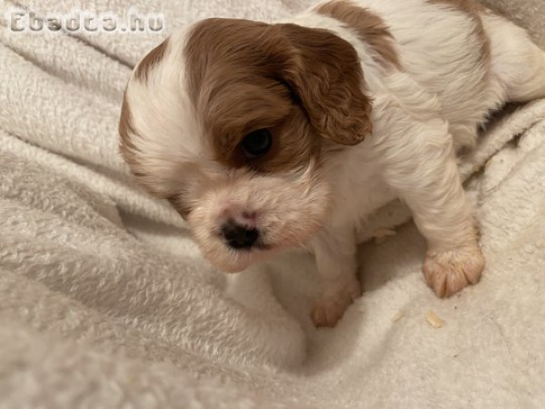 Cavalier king charles kiskutyák