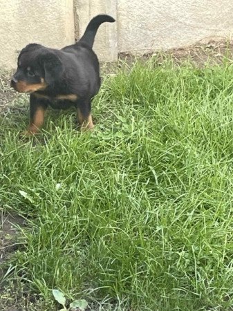 rottweiler