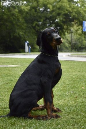 Fekete doberman kölyökkutya, kiállítási minőségű