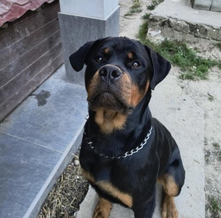Rottweiler