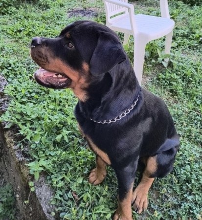 Rottweiler
