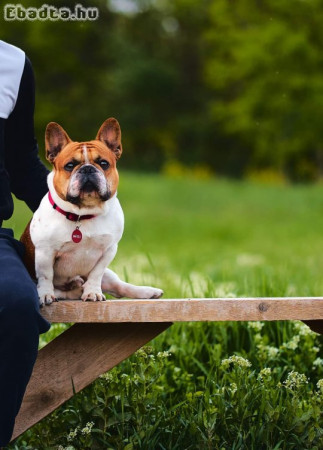 Red-Pied Francia Bulldog kan fedez