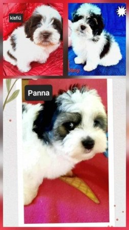 Bichon havanese