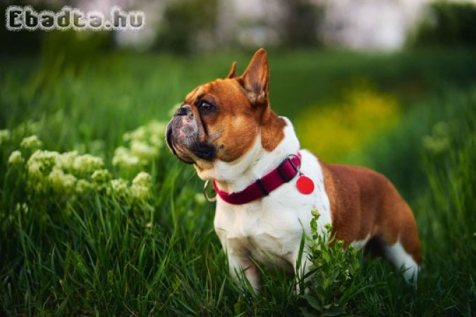 Red-Pied Francia Bulldog kan fedez