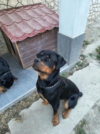 Rottweiler